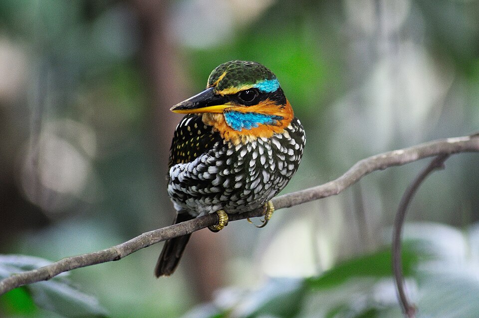 Spotted Wood Kingfisher
