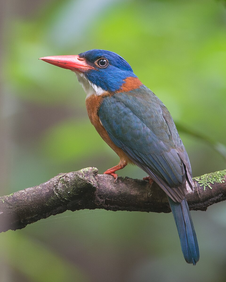 Green-backed Kingfisher