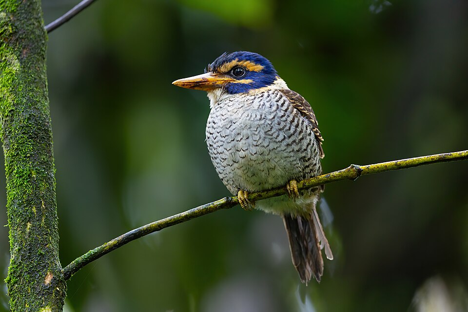 Scaly-breasted Kingfisher