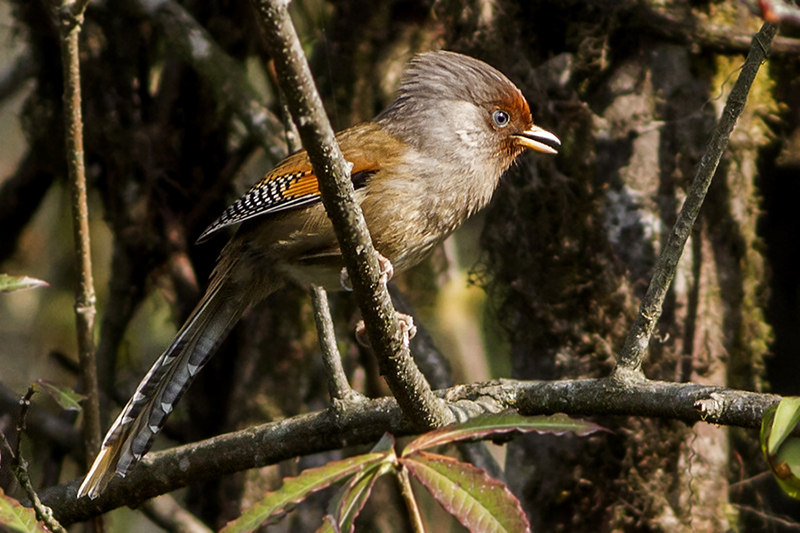 Rusty-fronted Barwing