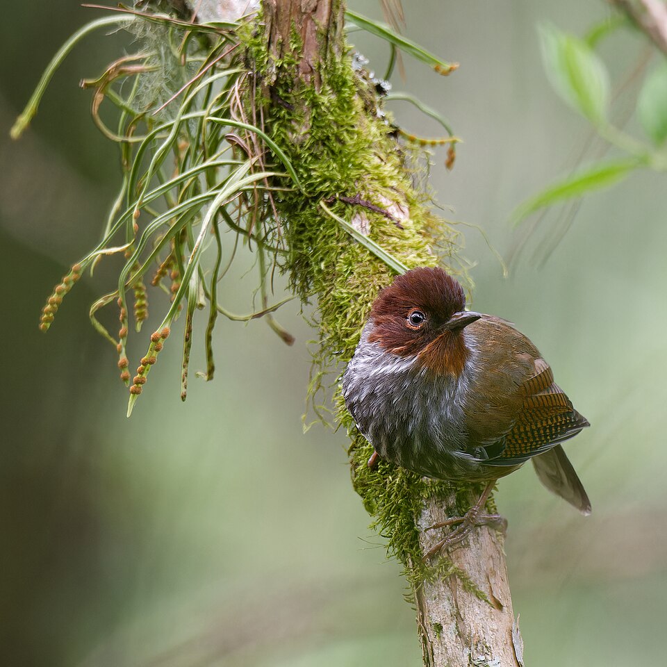Taiwan Barwing