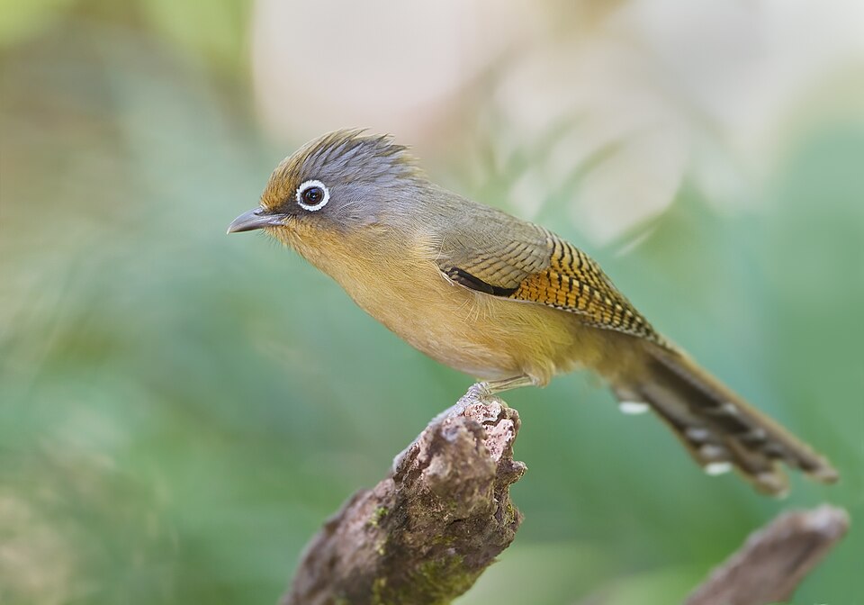 Spectacled Barwing