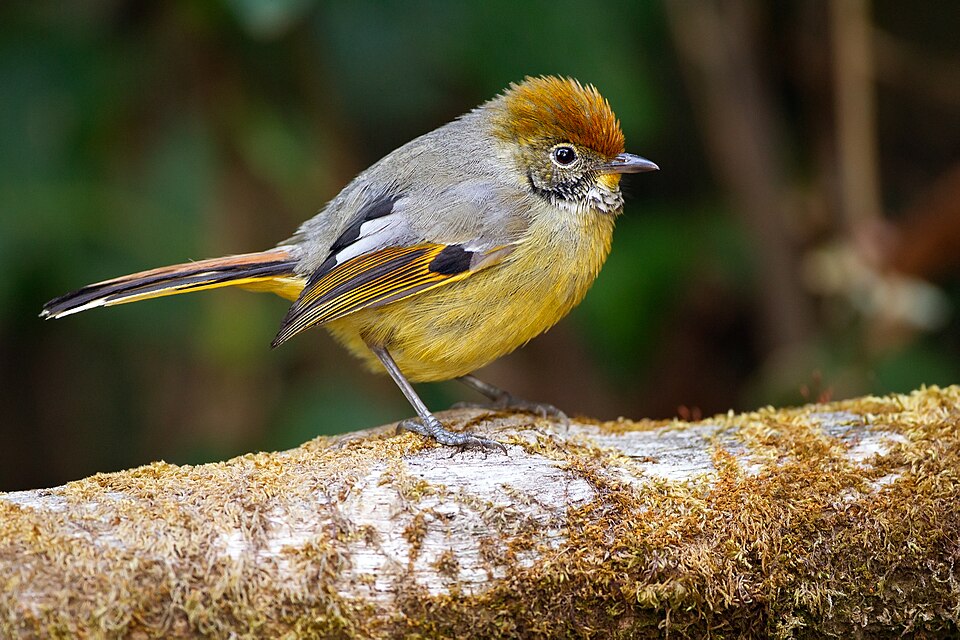Bar-throated Minla
