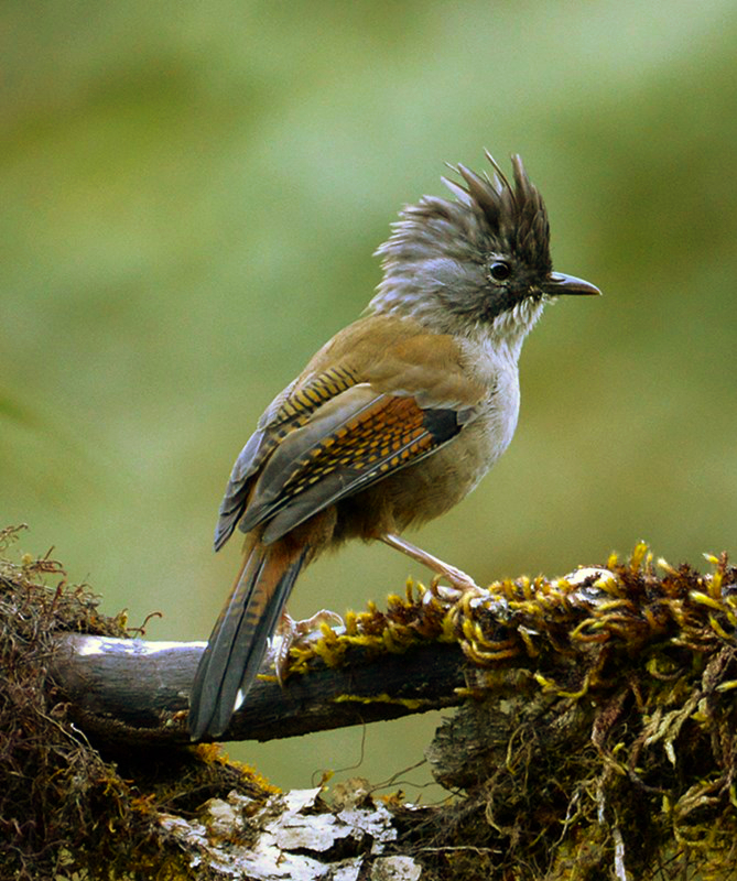 Streak-throated Barwing