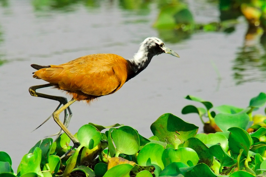 Madagascar Jacana