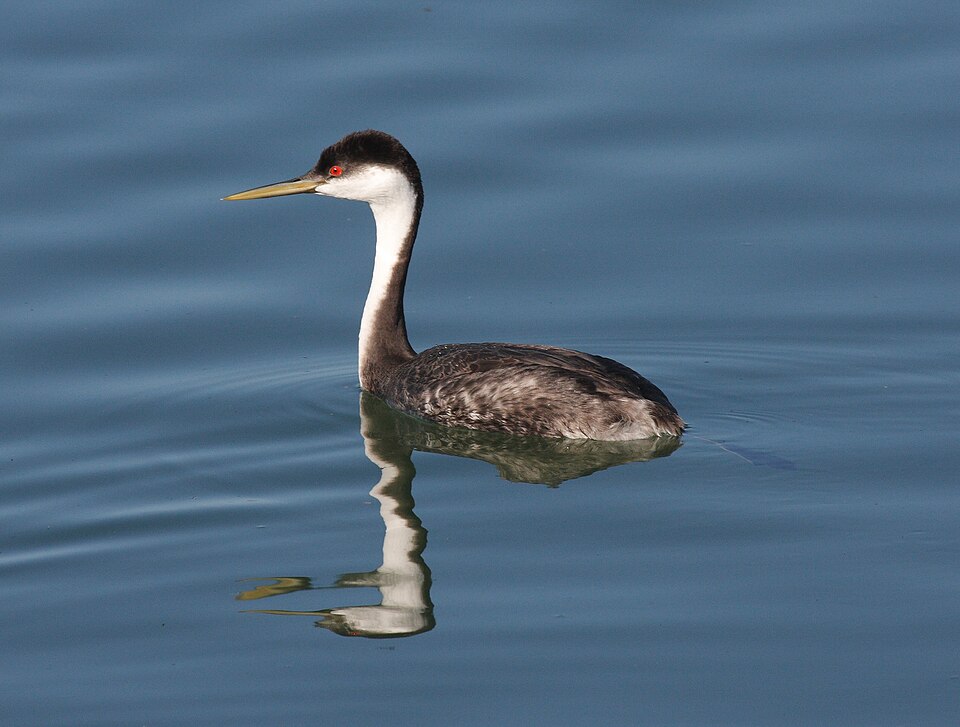 Western Grebe