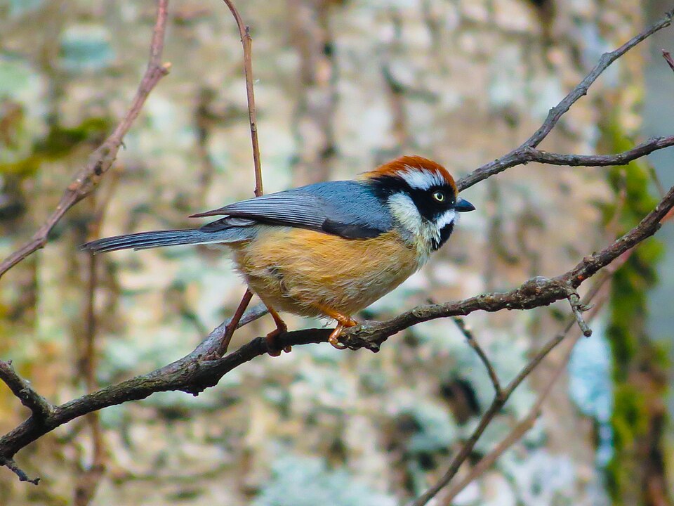Black-throated Bushtit