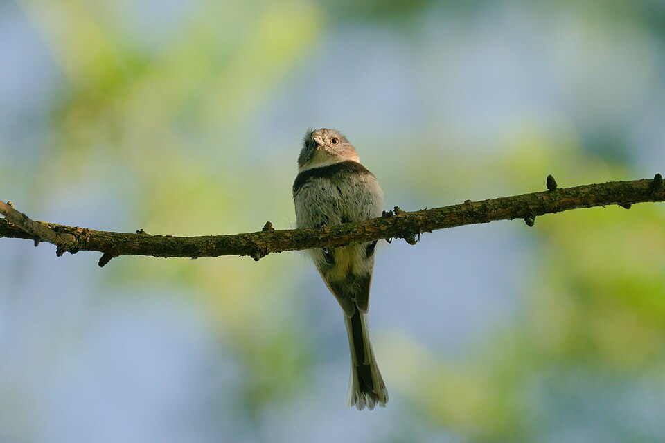 Sooty Bushtit