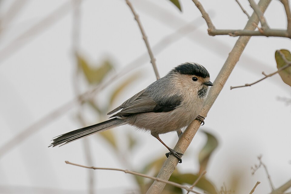 Silver-throated Bushtit