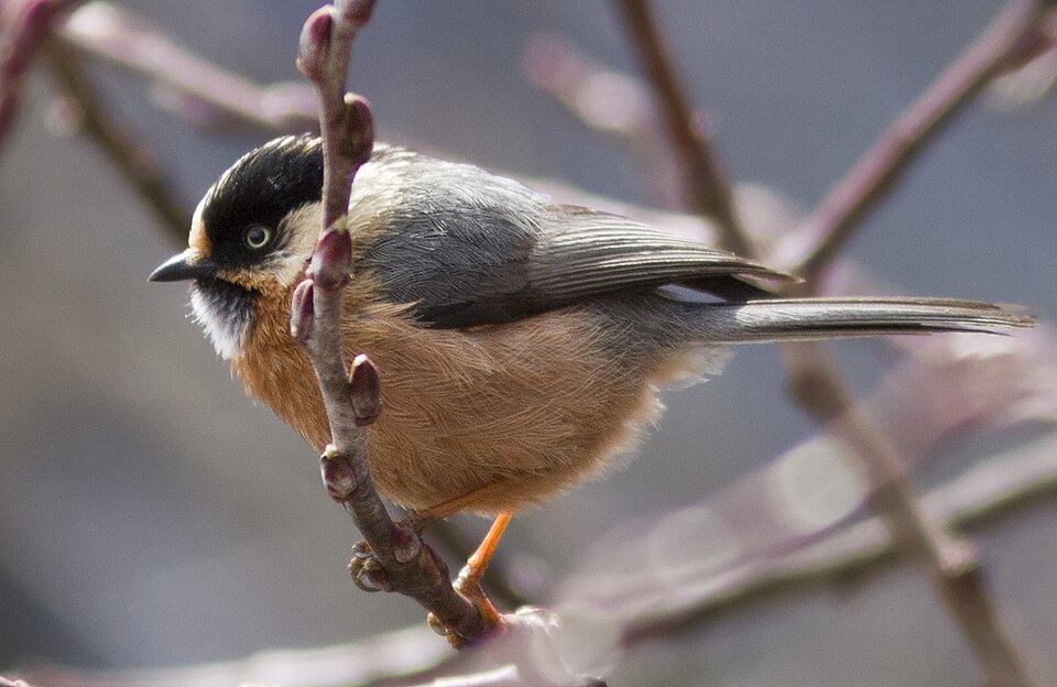 Rufous-fronted Bushtit