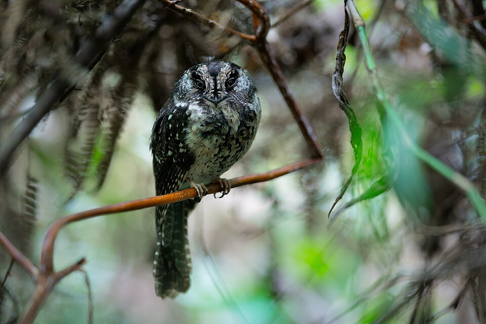 Mountain Owlet-nightjar