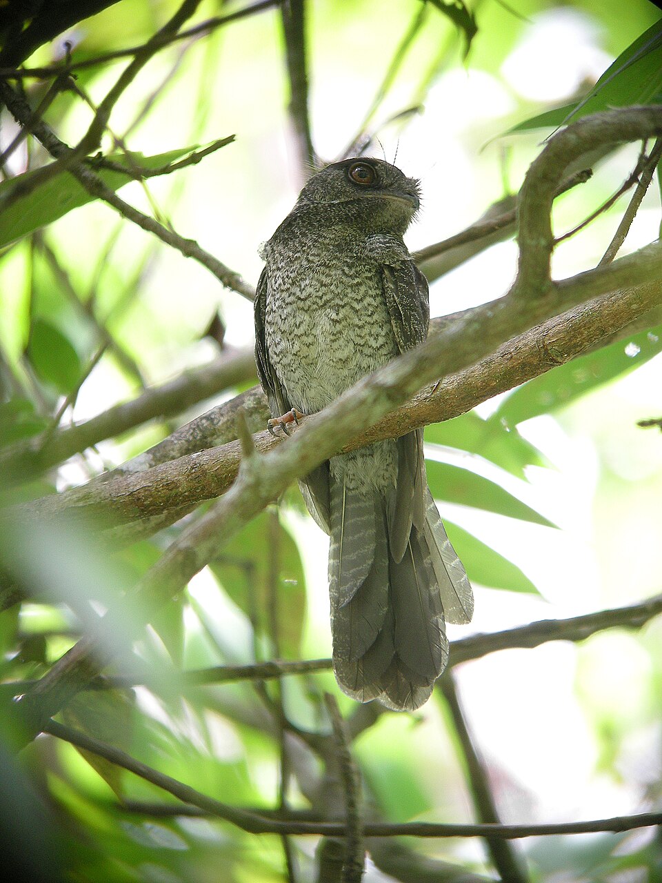 Barred Owlet-nightjar