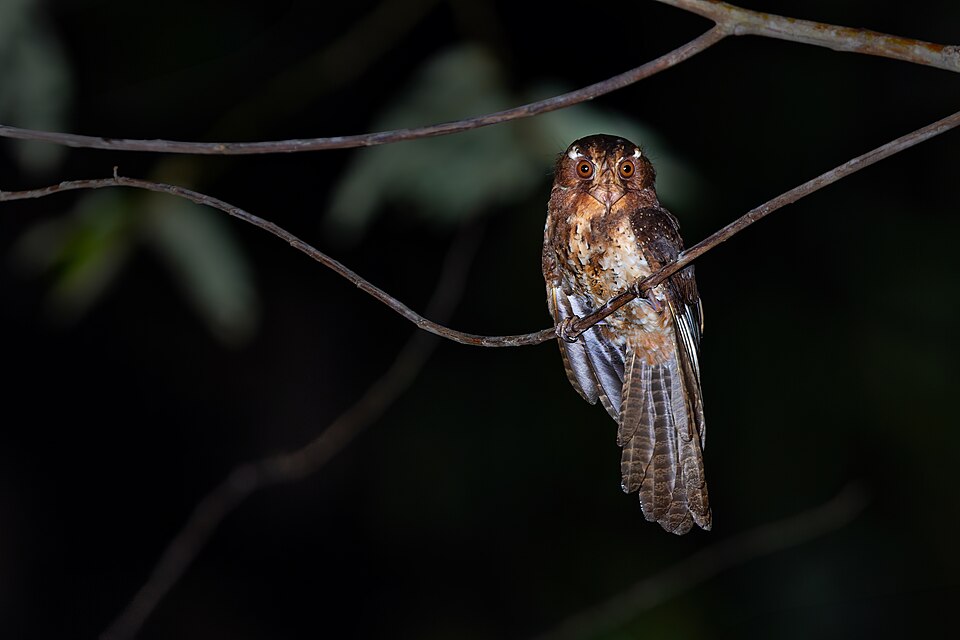 Moluccan Owlet-nightjar