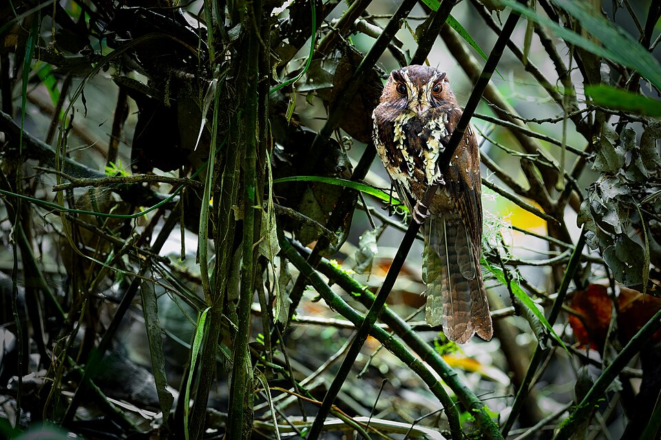 Feline Owlet-nightjar