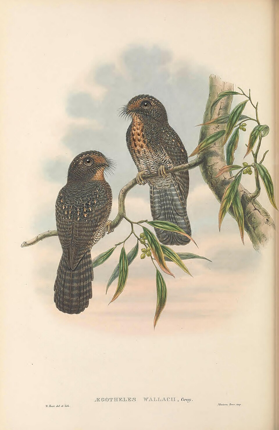 Wallace's Owlet-nightjar