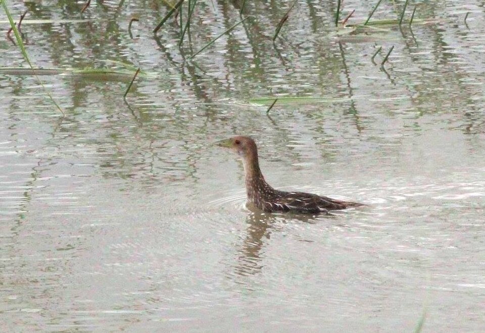 Striped Crake