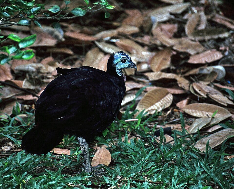 Wattled Brushturkey