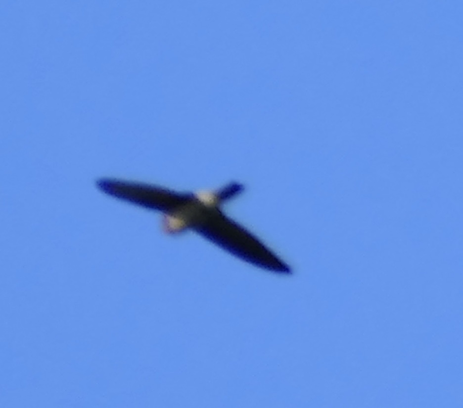 Seram Swiftlet