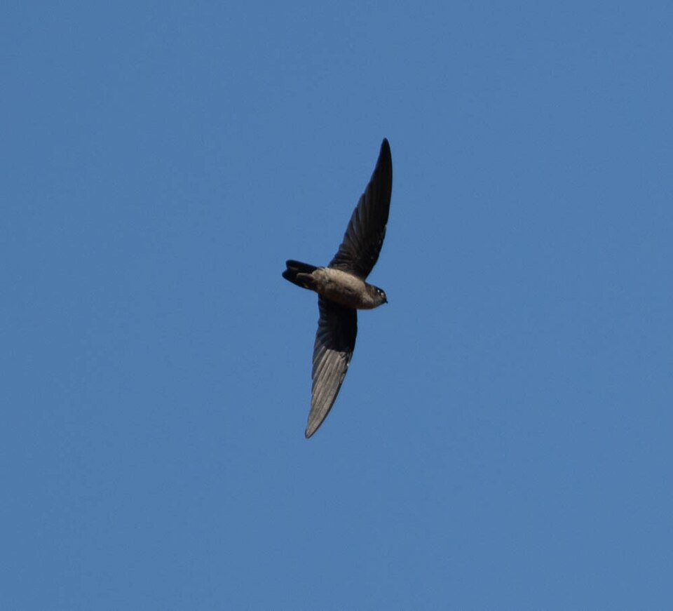 Mountain Swiftlet