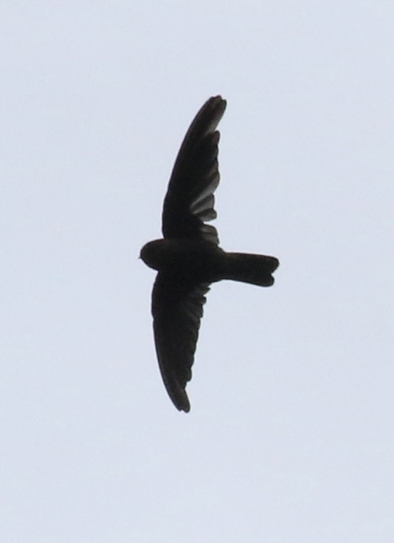 Tahiti Swiftlet