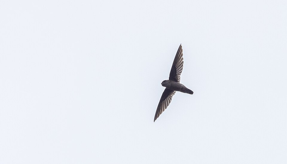 Philippine Swiftlet