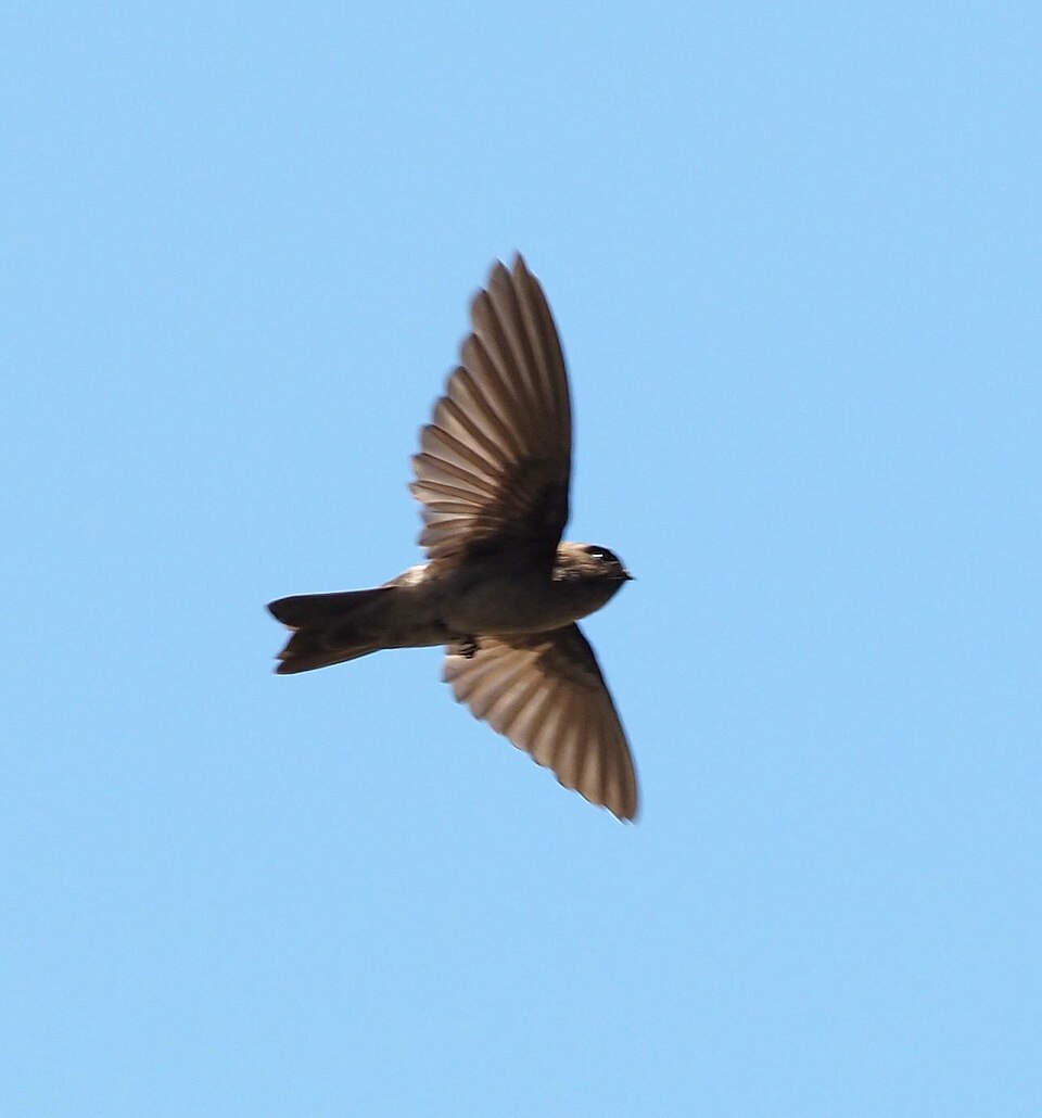 Marquesan Swiftlet