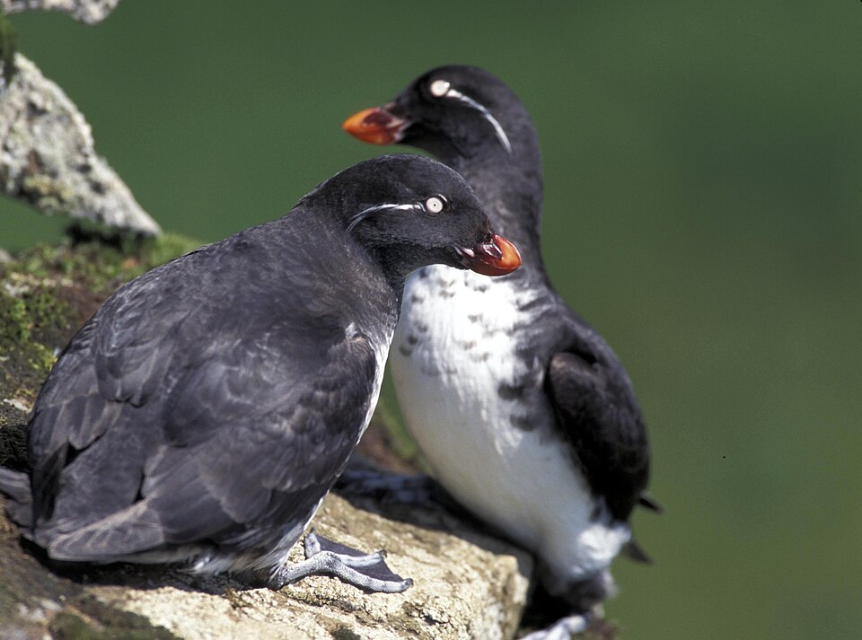Parakeet Auklet