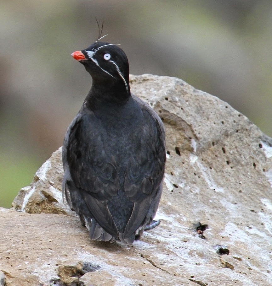 Whiskered Auklet