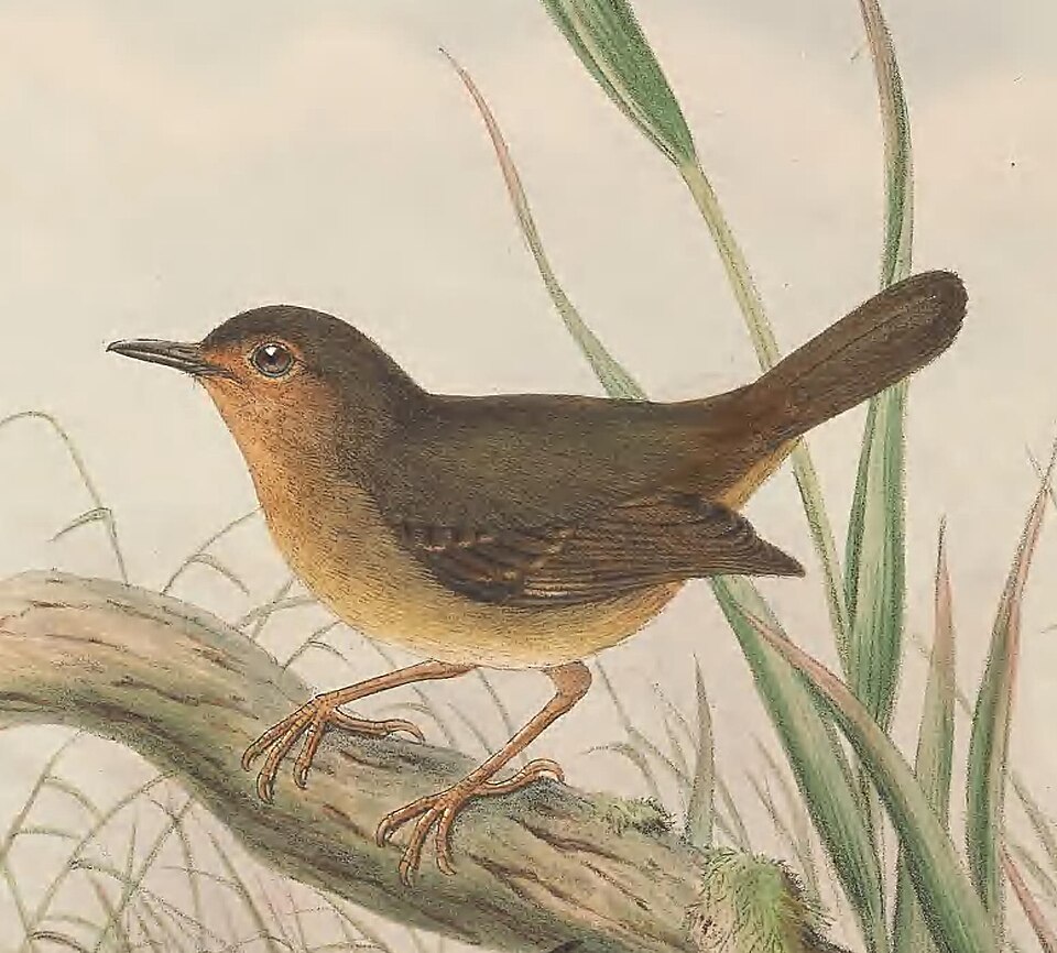 Grey-green Scrubwren