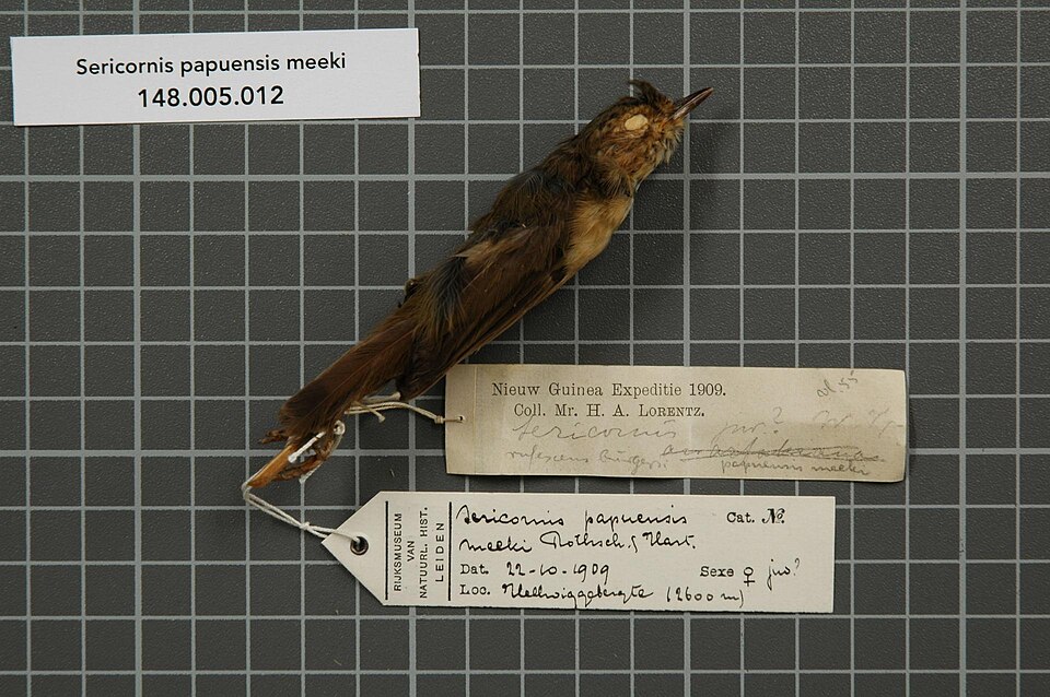 Papuan Scrubwren