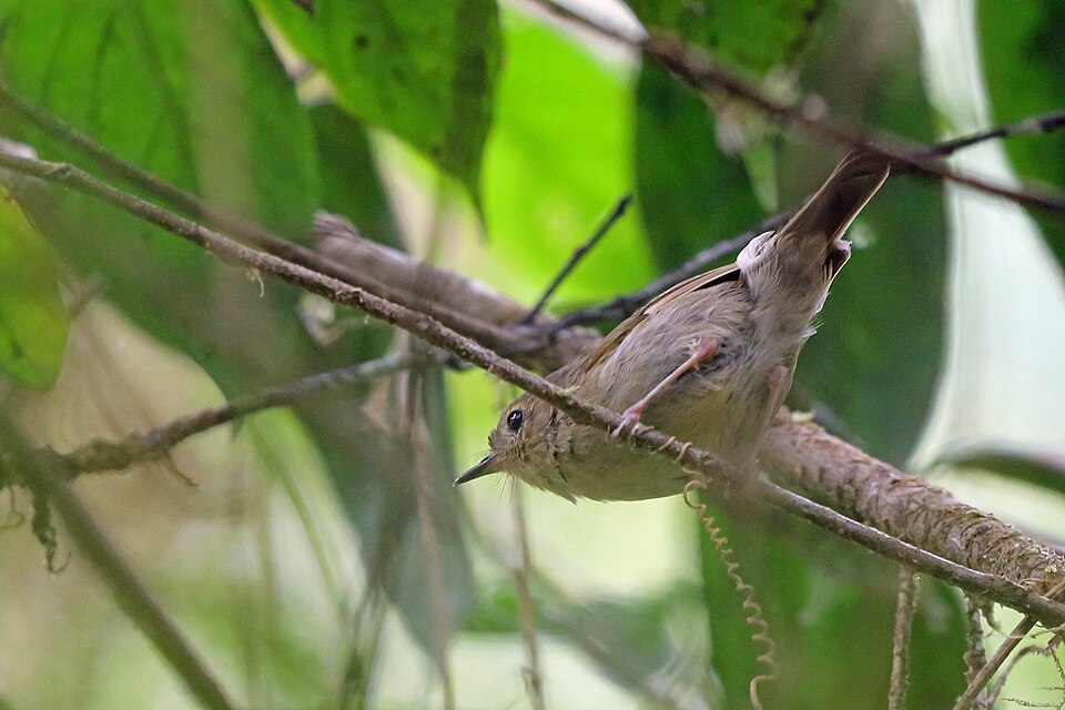 Vogelkop Scrubwren
