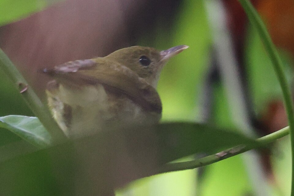 Pale-billed Scrubwren