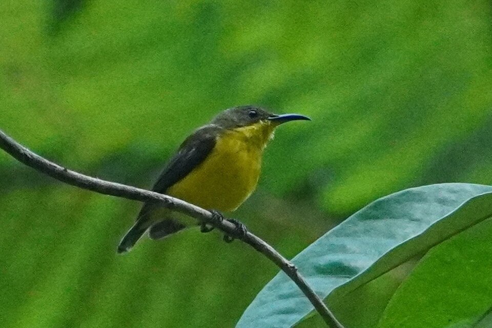 Elegant Sunbird