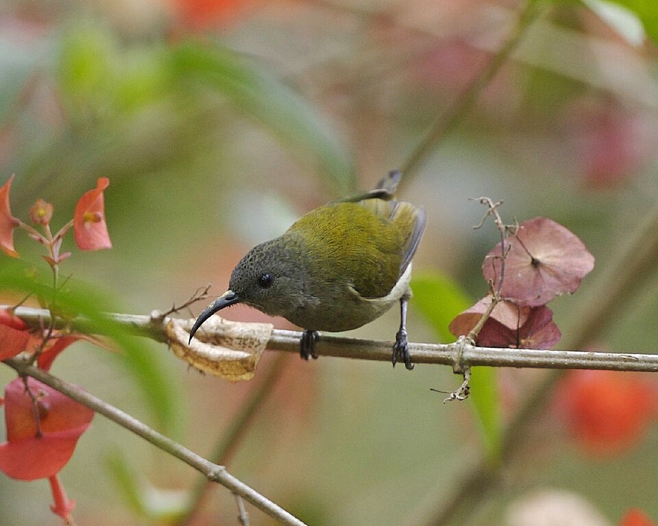 White-flanked Sunbird