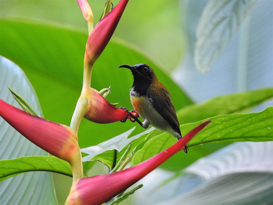 Flaming Sunbird