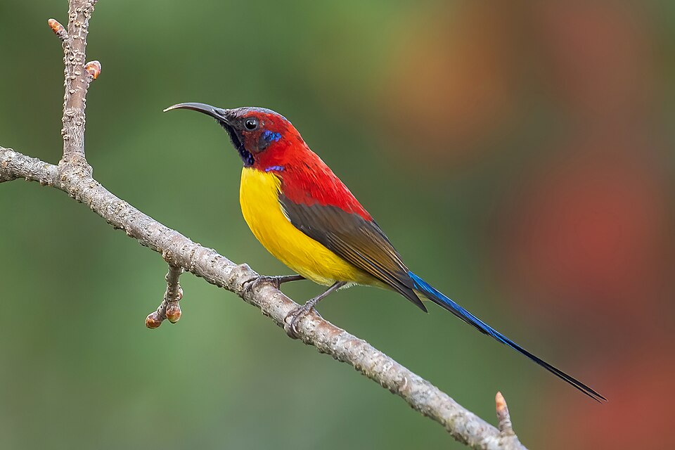 Mrs. Gould's Sunbird