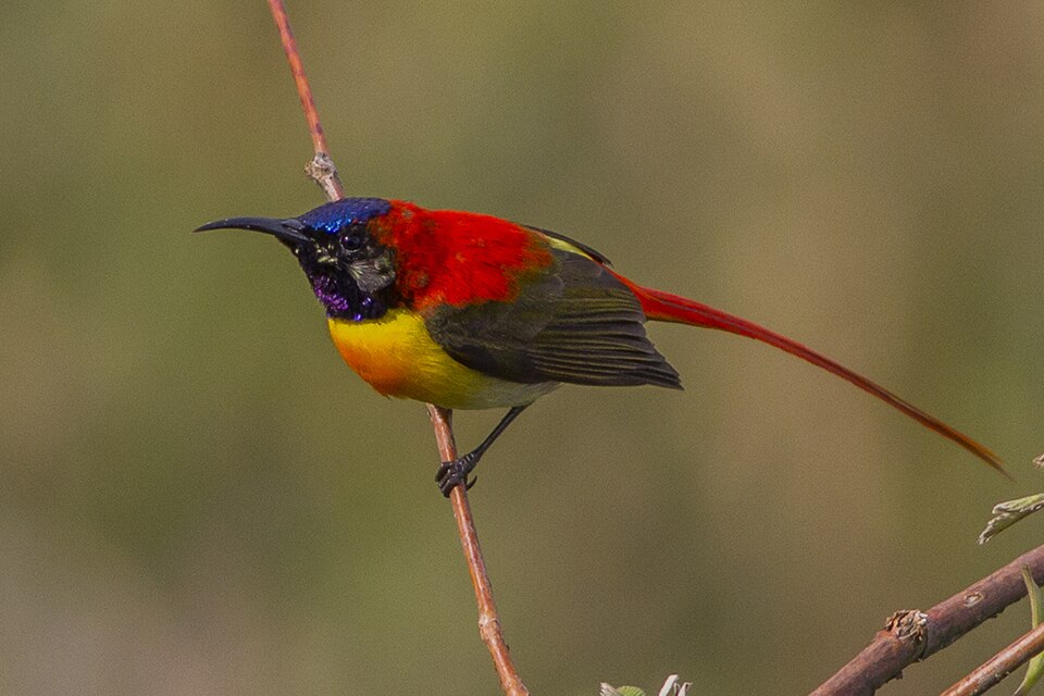 Fire-tailed Sunbird
