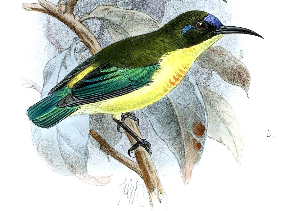 Luzon Sunbird
