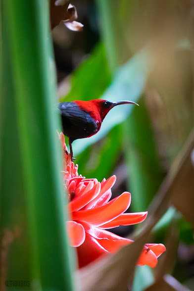 Magnificent Sunbird