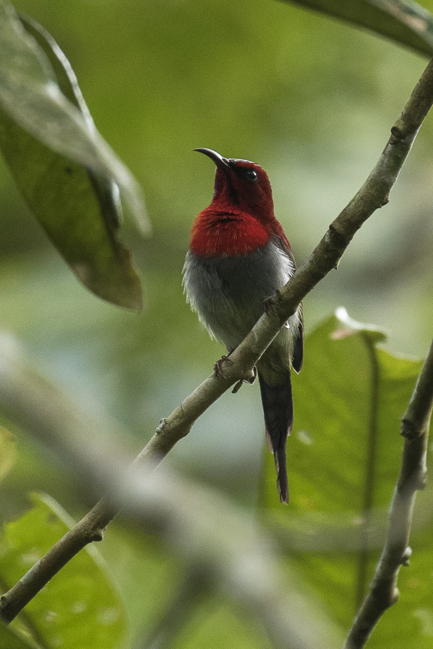 Javan Sunbird