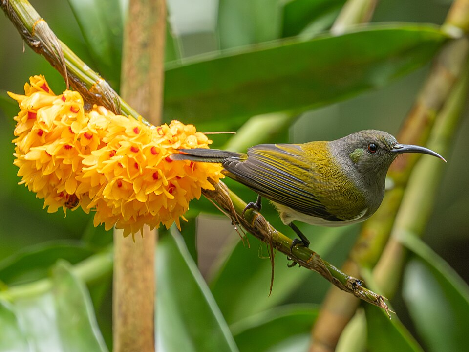 Grey-hooded Sunbird