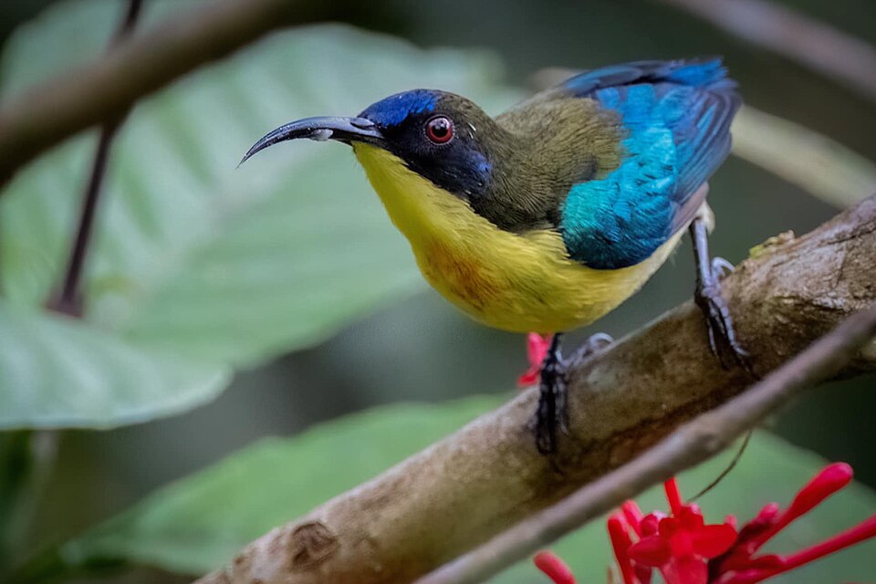 Metallic-winged Sunbird