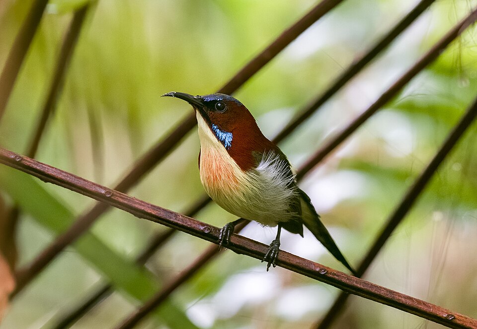Lovely Sunbird