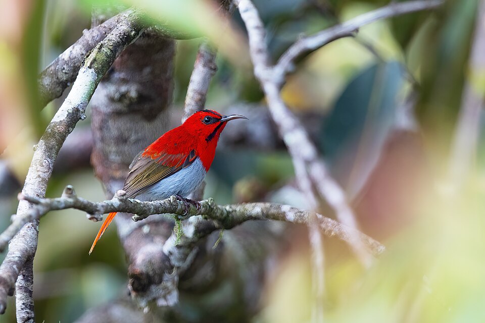 Temminck's Sunbird
