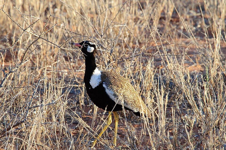 Northern Black Korhaan