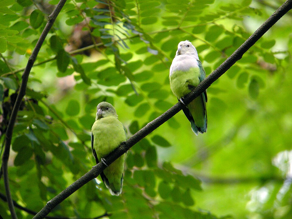 Grey-headed Lovebird