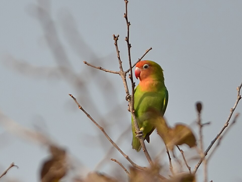 Lilian's Lovebird