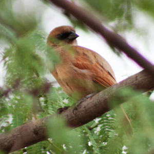 Pale Baywing
