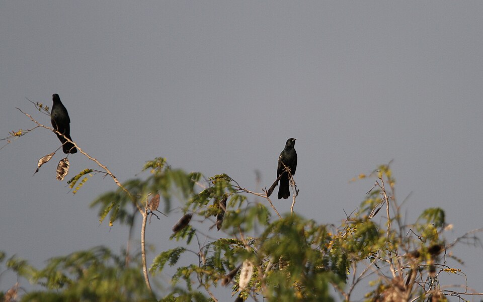 Red-shouldered Blackbird