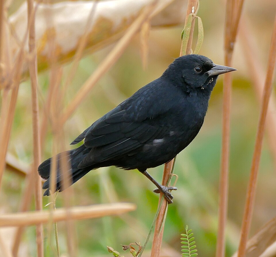 Unicolored Blackbird